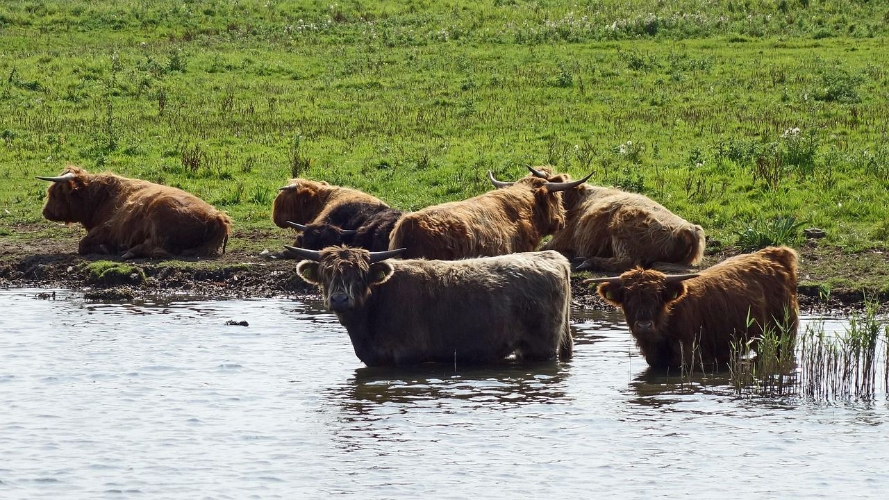 découvrez l'importance des zones protégées pour la conservation de la biodiversité. apprenez comment ces espaces contribuent à la préservation de la faune et de la flore, tout en offrant des opportunités pour l'éducation et le tourisme durable.