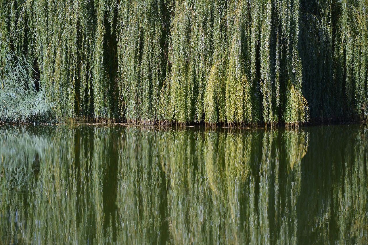 découvrez nos services d'aménagement paysager et d'entretien d'arbres pour sublimer vos espaces extérieurs avec expertise et passion.