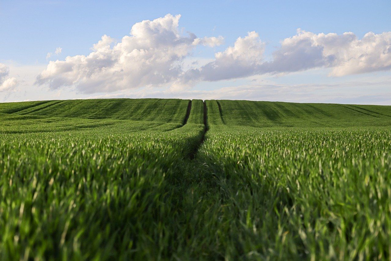 découvrez les pratiques d'agriculture durable qui préservent l'environnement tout en garantissant une production alimentaire de qualité. apprenez comment cultiver de manière responsable et contribuer à la santé de notre planète.