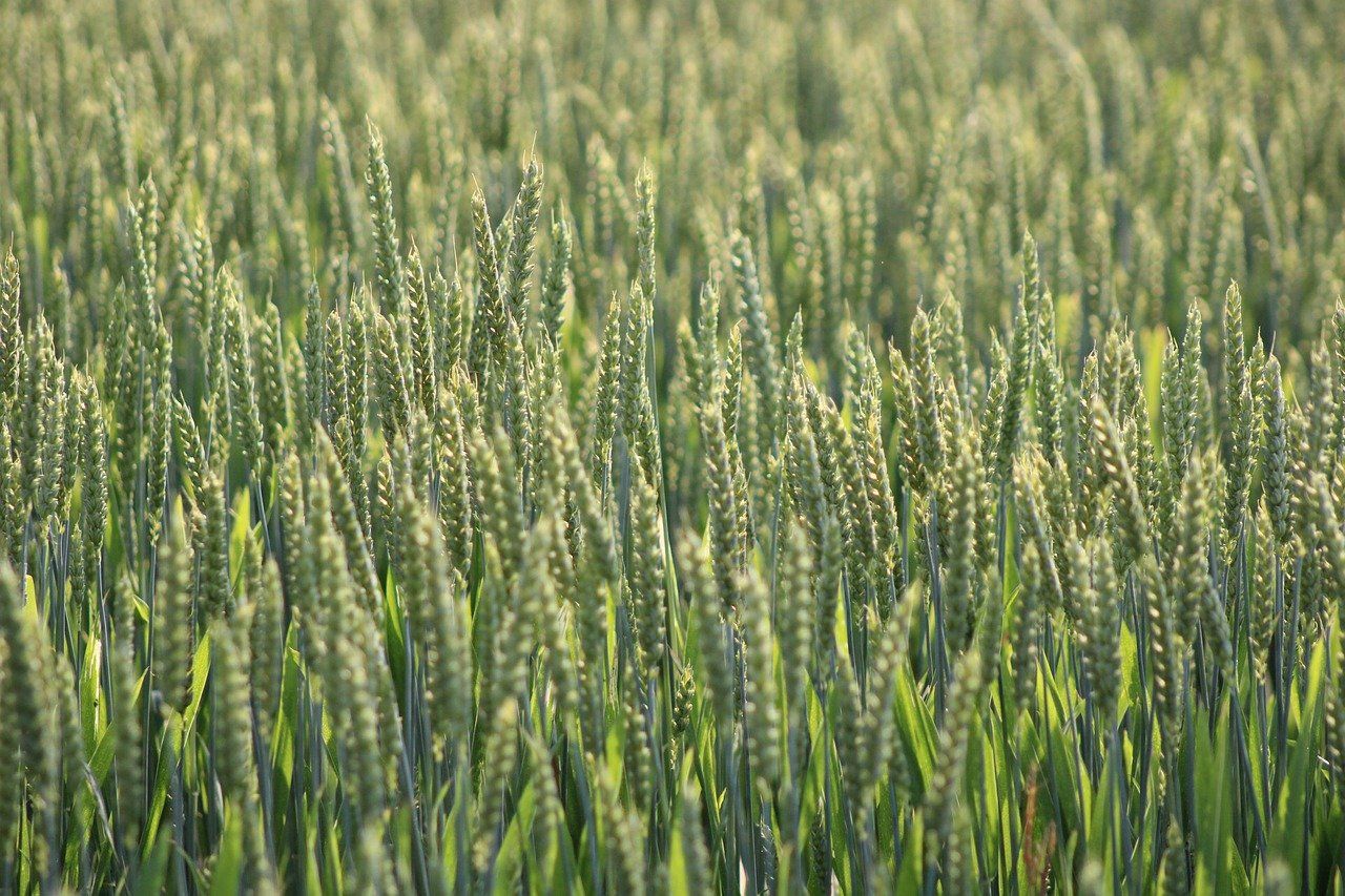 découvrez les principes de l'agriculture durable, un mode de production respectueux de l'environnement qui préserve les écosystèmes tout en garantissant la sécurité alimentaire. apprenez les techniques innovantes et les pratiques éthiques qui favorisent la biodiversité et le bien-être des agriculteurs.