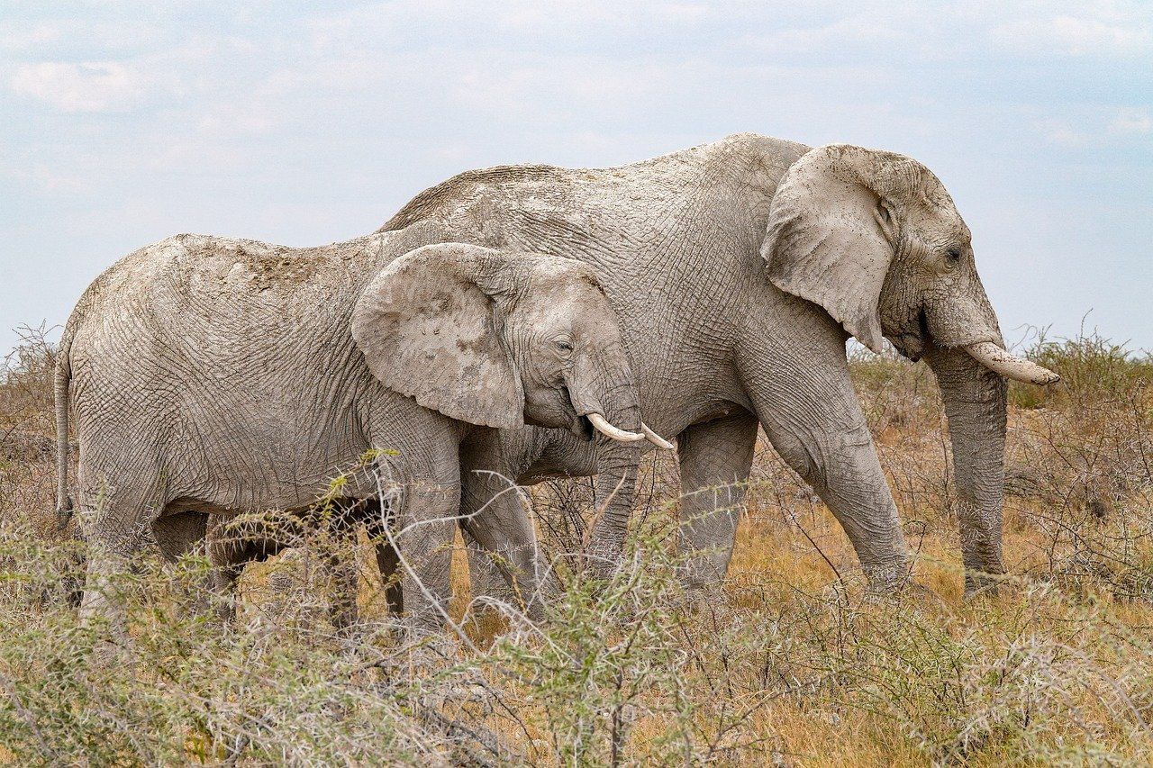découvrez l'art de la conservation : techniques, méthodes et enjeux pour préserver notre patrimoine naturel et culturel. explorez comment la conservation contribue à la durabilité et à la protection de l'environnement.