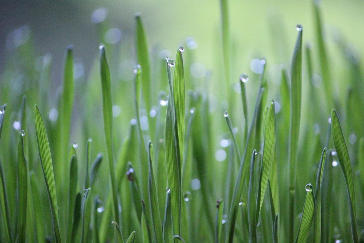 découvrez les principes de l'agriculture durable, une approche innovante qui promeut la préservation des ressources naturelles tout en garantissant des récoltes saines et rentables. apprenez comment adopter des pratiques respectueuses de l'environnement pour un avenir agricole durable.