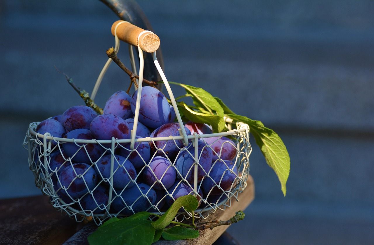 découvrez notre sélection de produits biologiques frais, cultivés sans pesticides ni ogm pour une alimentation saine et naturelle.