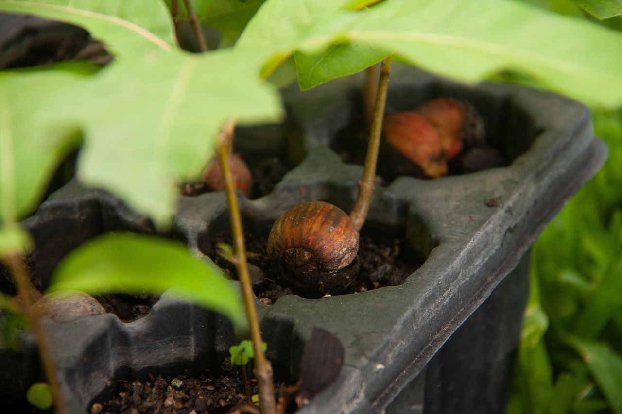 découvrez les initiatives de reforestation qui restaurent notre planète. apprenez comment planter des arbres contribue à la biodiversité, lutte contre le changement climatique et améliore la qualité de l'air. engagez-vous pour un avenir durable et légalisez votre impact positif sur l'environnement.