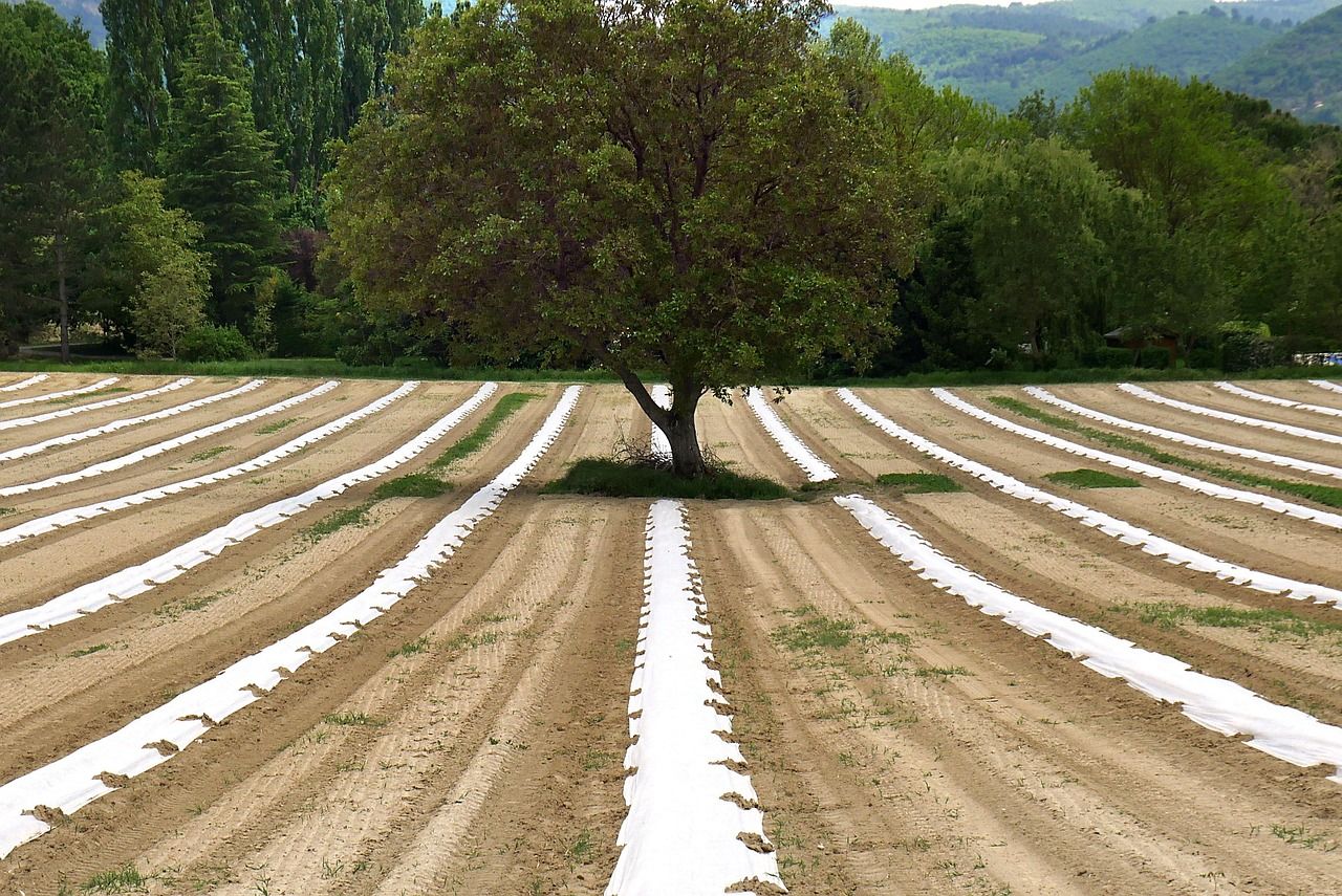 découvrez l'agroécologie, une approche innovante de l'agriculture durable qui allie pratiques respectueuses de l'environnement et amélioration des rendements. explorez comment cette méthode contribue à la préservation des écosystèmes, à la sécurité alimentaire et au bien-être des agriculteurs.