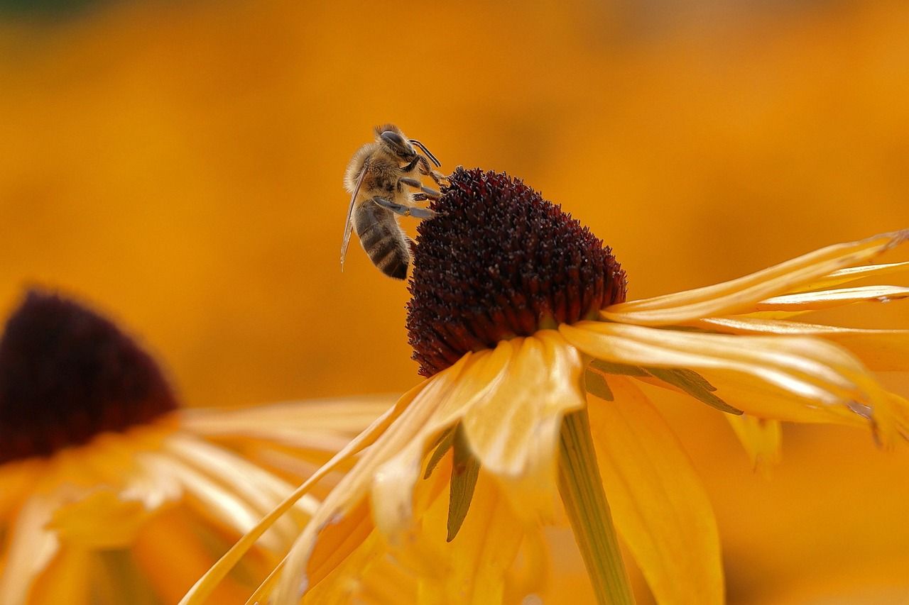 découvrez l'importance de la biodiversité dans les jardins et comment favoriser un écosystème sain et équilibré chez vous.
