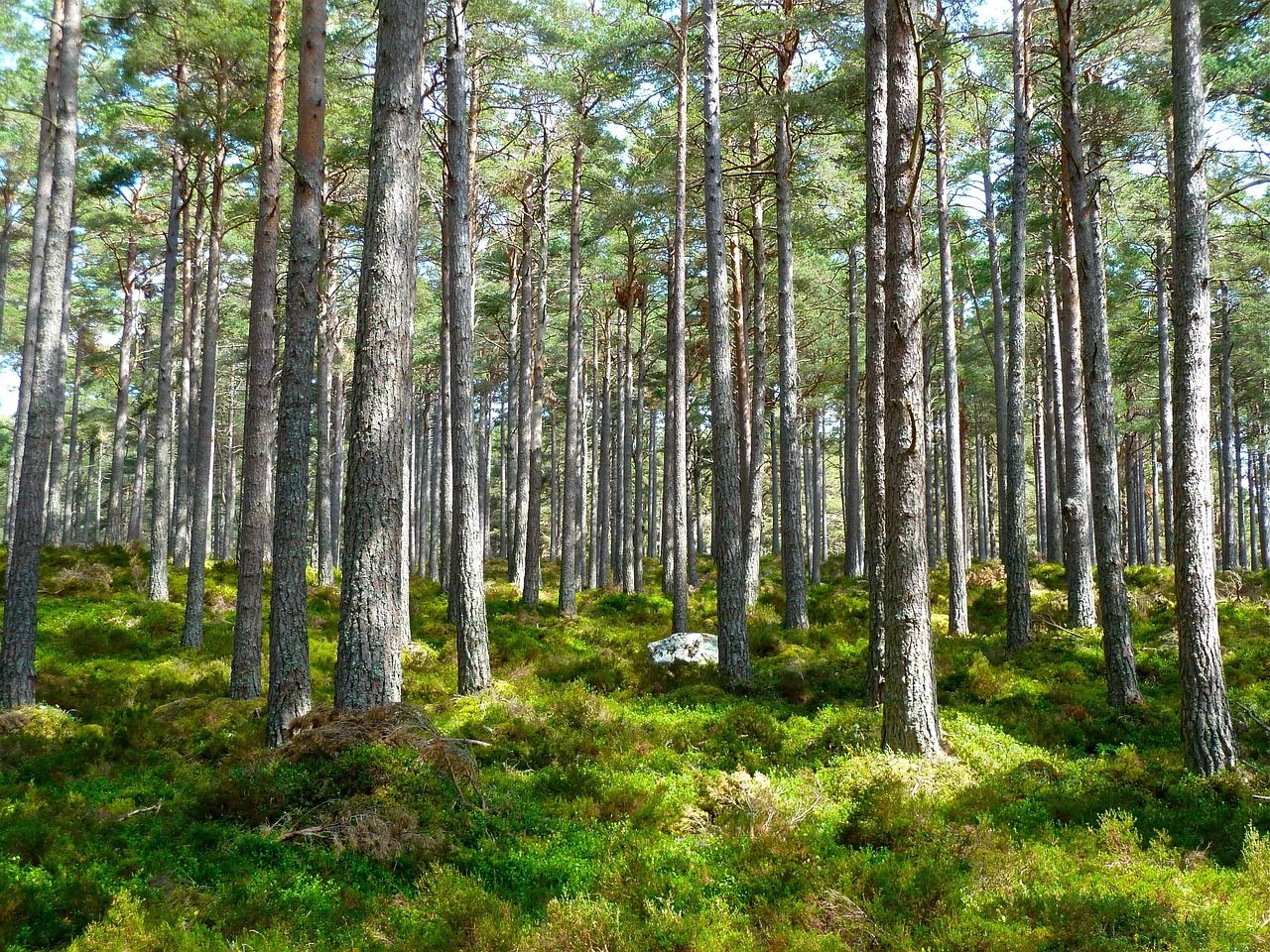 découvrez les enjeux actuels de l'environnement, les actions pour le préserver et les solutions durables pour un avenir écologique.