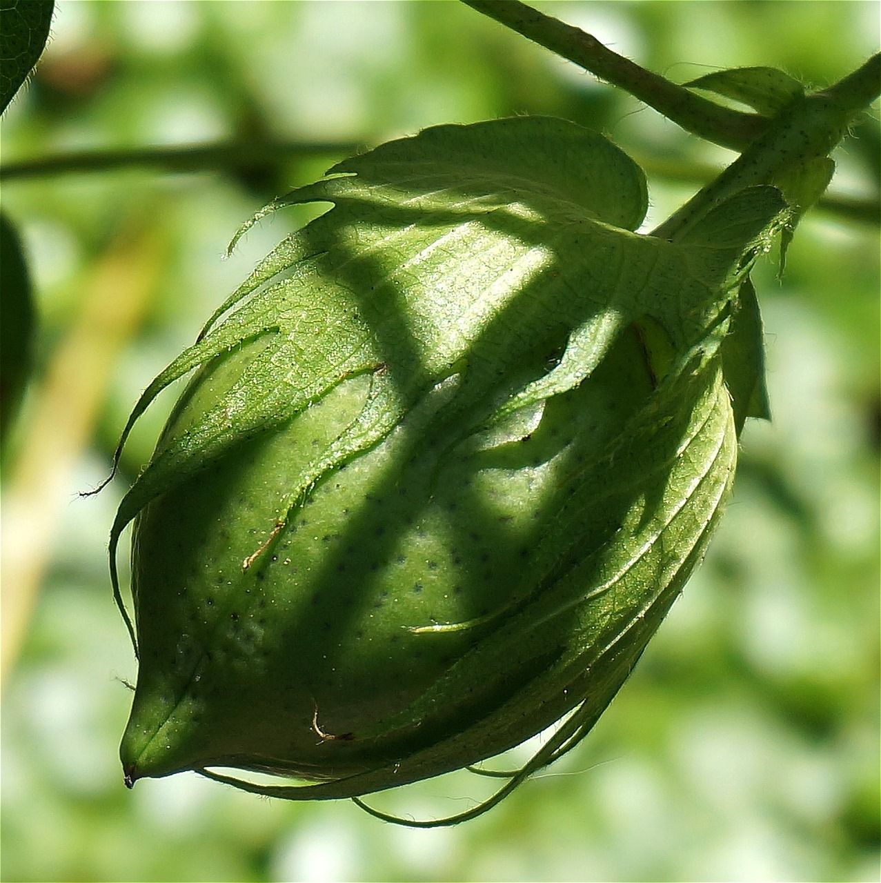 découvrez notre coton biologique africain, cultivé de manière durable pour un textile naturel, éthique et respectueux de l'environnement.