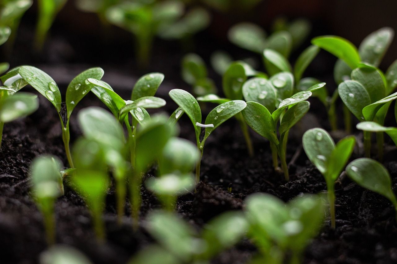 découvrez comment les initiatives durables transforment notre façon de vivre et de consommer, en promouvant un avenir respectueux de l'environnement et économiquement viable.