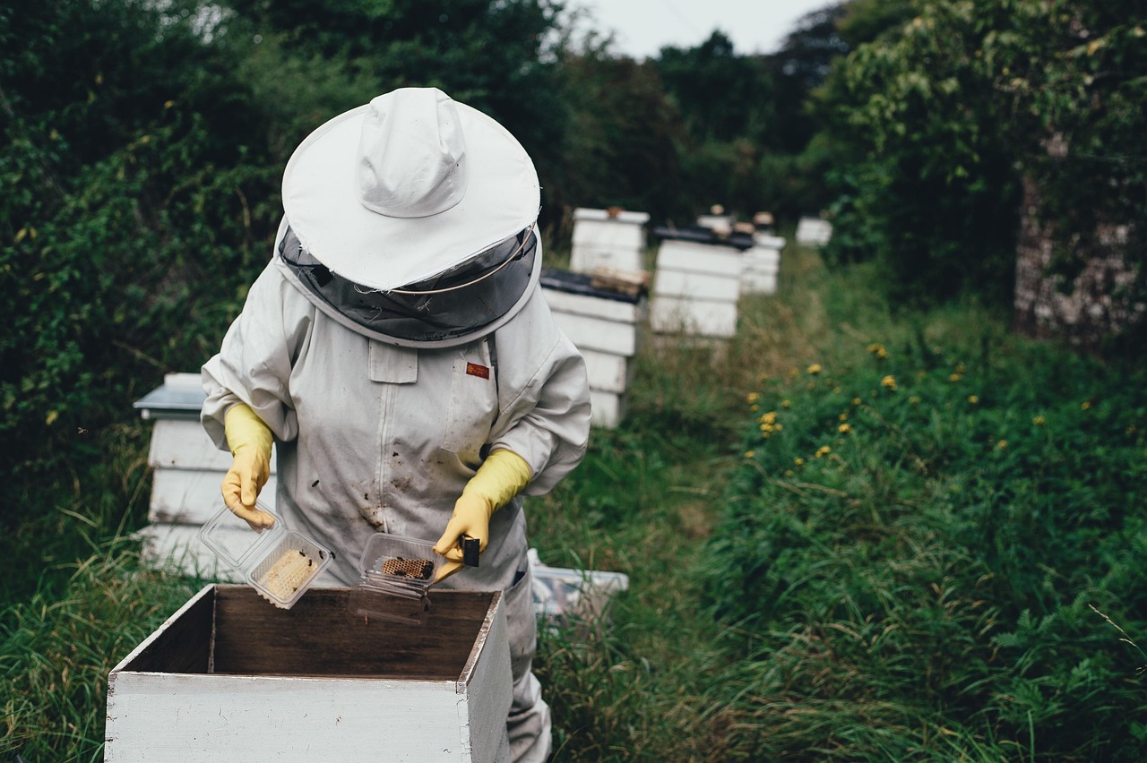 Bee Wrap : l’alternative écologique et durable au film alimentaire traditionnel