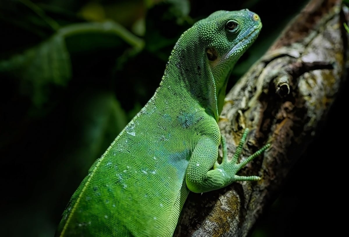 Les forêts tropicales d’Australie : un acteur préoccupant dans le bilan carbone mondial en 2023