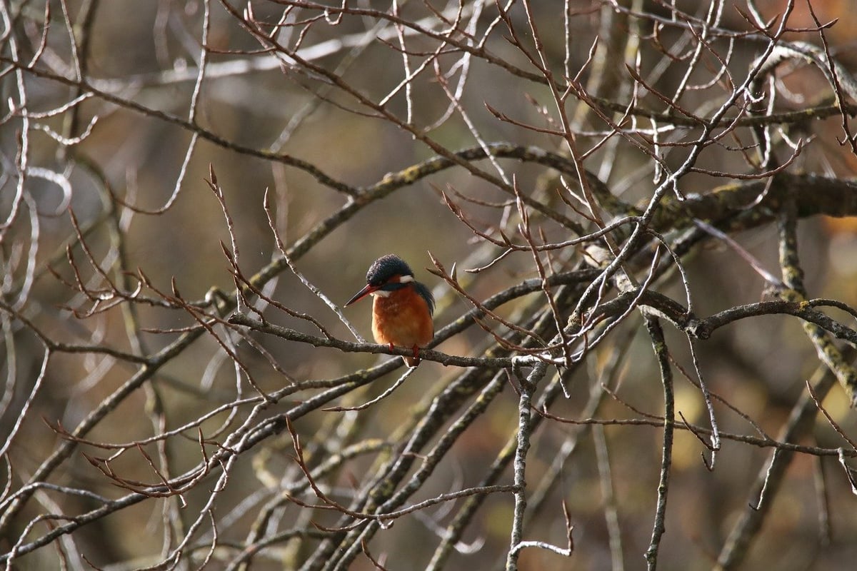 Protection de la faune : enjeux et solutions pour la biodiversité