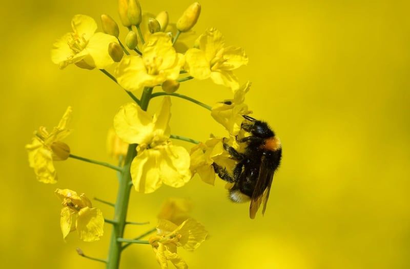 Élevage d’insectes : l’heure est venue de faire la lumière et d’exiger des réponses – L’Humanité