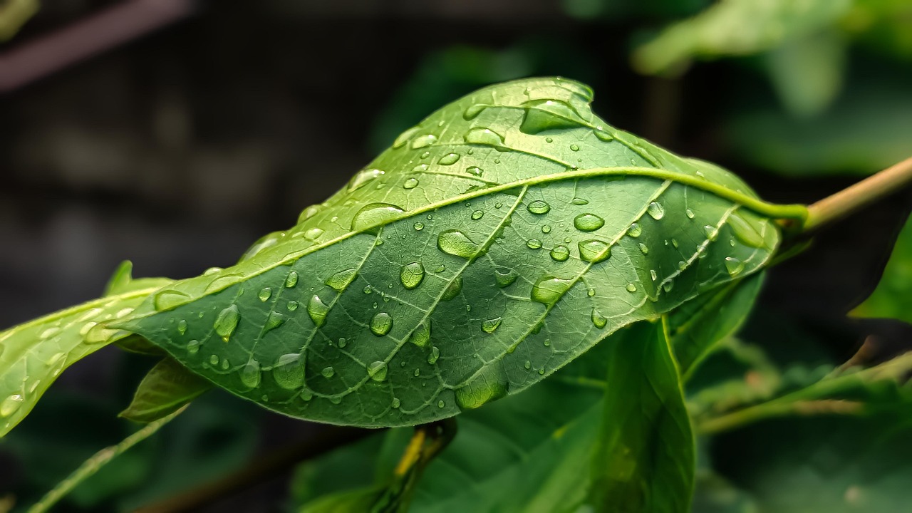 Stratégies écologiques : comment devenir un acteur du changement climatique