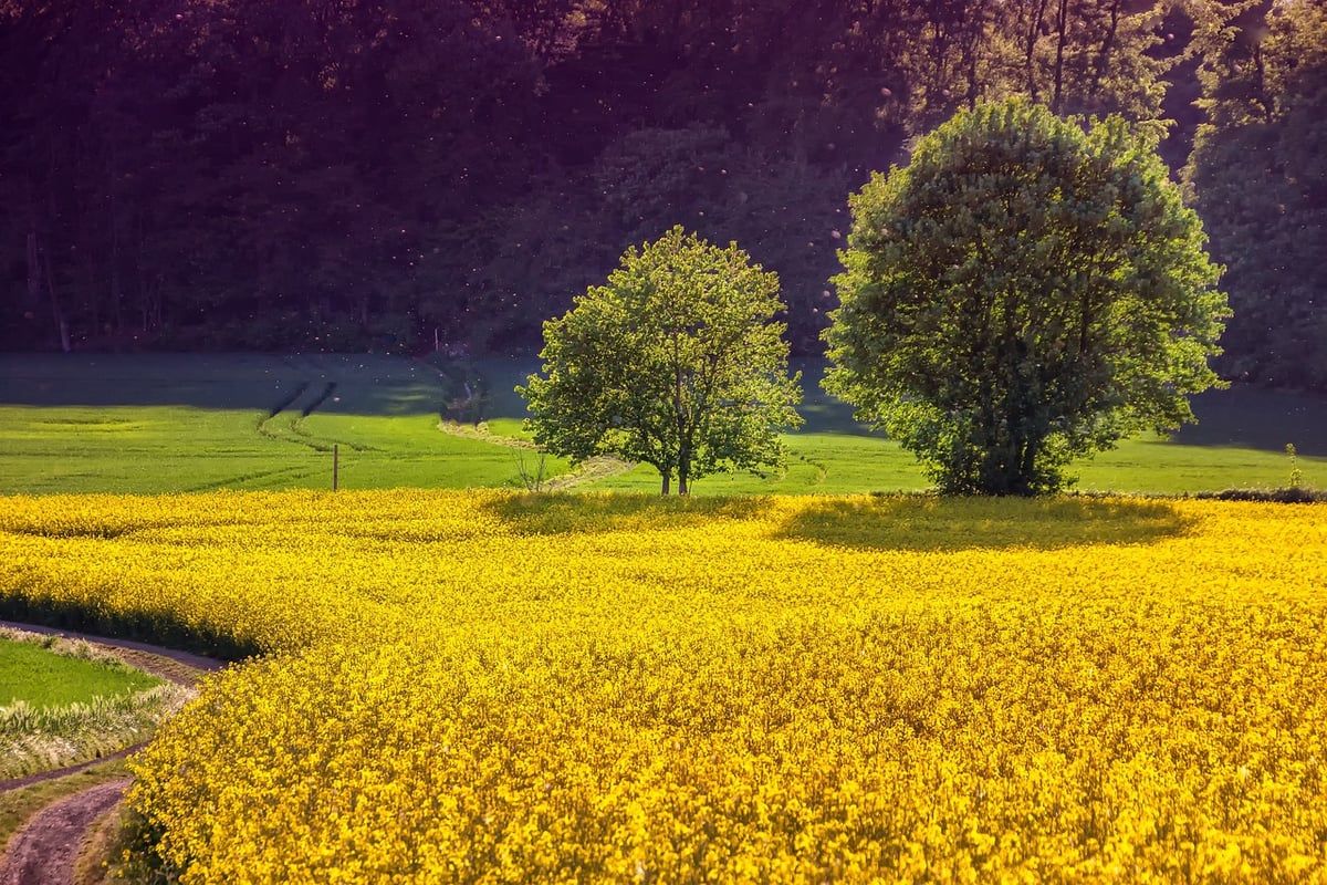 Agriculture durable : Les clés pour un avenir respectueux de l’environnement