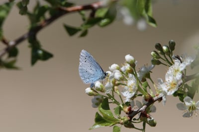 Observatoire de la biodiversité : un outil essentiel pour la préservation des écosystèmes