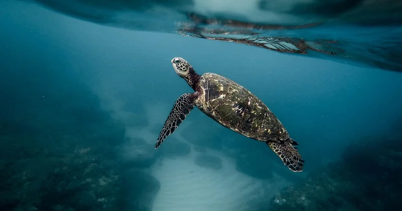 Comment choisir un opérateur qui protège vraiment la mer