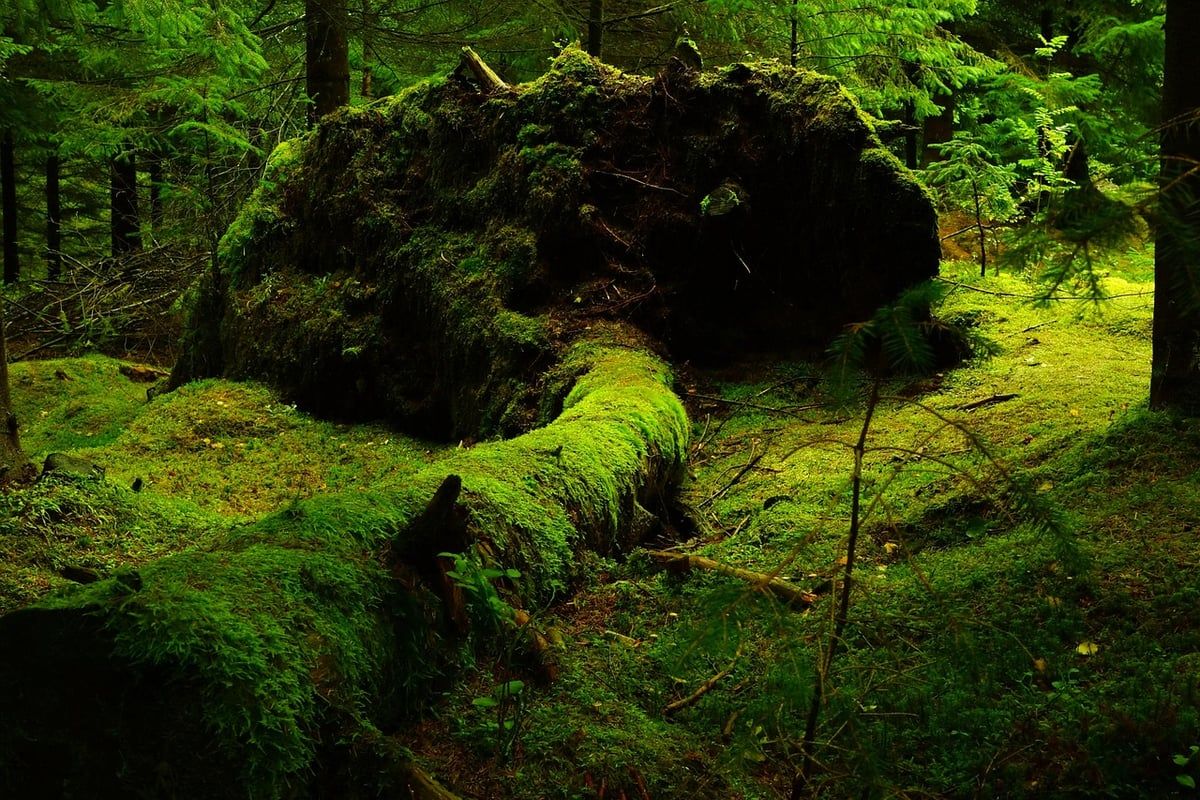 Comment Opter pour un Forfait Mobile Respectueux de l’Environnement ?