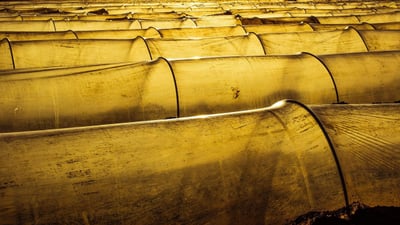 Prévision d’une baisse de 1,2 % des émissions agricoles de gaz à effet de serre d’ici 2025
