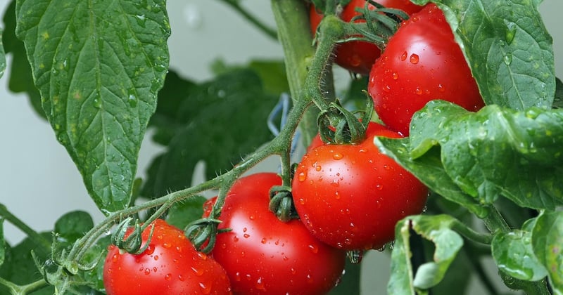 Malte face au changement climatique : quel impact sur son agriculture ?