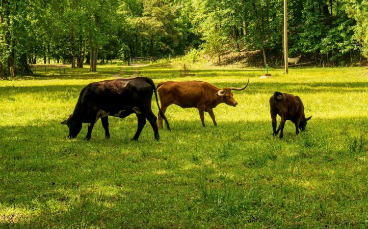 d&eacute;couvrez ce qu'est l'empreinte carbone, son impact sur l'environnement et les actions que vous pouvez entreprendre pour la r&eacute;duire. informez-vous sur les enjeux &eacute;cologiques et adoptez des pratiques durables pour un avenir plus vert.