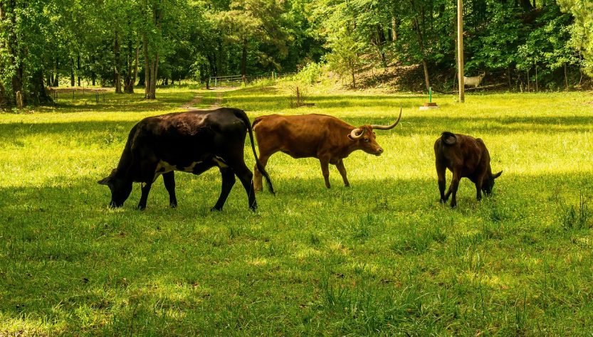 découvrez ce qu'est l'empreinte carbone, son impact sur l'environnement et les actions que vous pouvez entreprendre pour la réduire. informez-vous sur les enjeux écologiques et adoptez des pratiques durables pour un avenir plus vert.