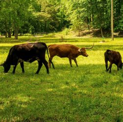 découvrez comment réduire votre empreinte carbone et contribuer à un avenir durable. explorez des pratiques écologiques et des conseils pour minimiser l'impact environnemental de vos activités quotidiennes.