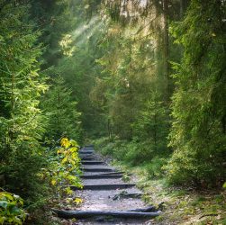 découvrez la beauté et l'importance des forêts, des écosystèmes riches qui abritent une biodiversité incroyable, filtrent l'air que nous respirons et régulent notre climat. explorez les bienfaits des forêts pour la planète et pour notre bien-être.