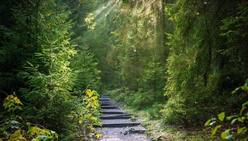 découvrez la beauté et l'importance des forêts, des écosystèmes riches qui abritent une biodiversité incroyable, filtrent l'air que nous respirons et régulent notre climat. explorez les bienfaits des forêts pour la planète et pour notre bien-être.