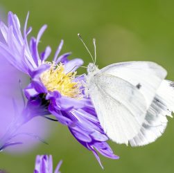 découvrez comment protéger notre planète grâce à des actions durables et responsables. explorez des solutions innovantes pour préserver l'environnement et garantir un avenir meilleur pour les générations futures.