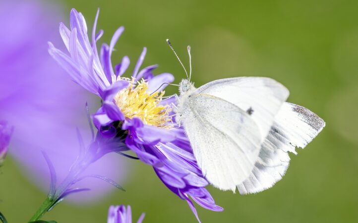 d&eacute;couvrez comment prot&eacute;ger notre plan&egrave;te gr&acirc;ce &agrave; des actions durables et responsables. explorez des solutions innovantes pour pr&eacute;server l'environnement et garantir un avenir meilleur pour les g&eacute;n&eacute;rations futures.