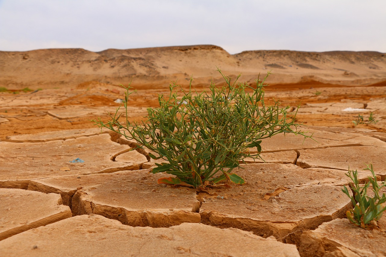 découvrez les enjeux du changement climatique, ses causes, ses impacts sur l'environnement et la nécessité d'actions urgentes pour préserver notre planète et garantir un avenir durable.