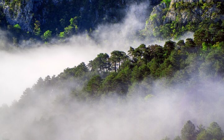 découvrez l'univers de la foresterie : pratiques durables, gestion des forêts, biodiversité et impact environnemental. apprenez comment préserver nos ressources naturelles tout en soutenant l'économie locale.