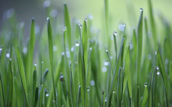 d&eacute;couvrez l'agriculture durable, une approche innovante qui pr&eacute;serve les ressources naturelles, favorise la biodiversit&eacute; et assure une production alimentaire responsable. engagez-vous pour un avenir respectueux de l'environnement tout en soutenant les communaut&eacute;s agricoles locales.