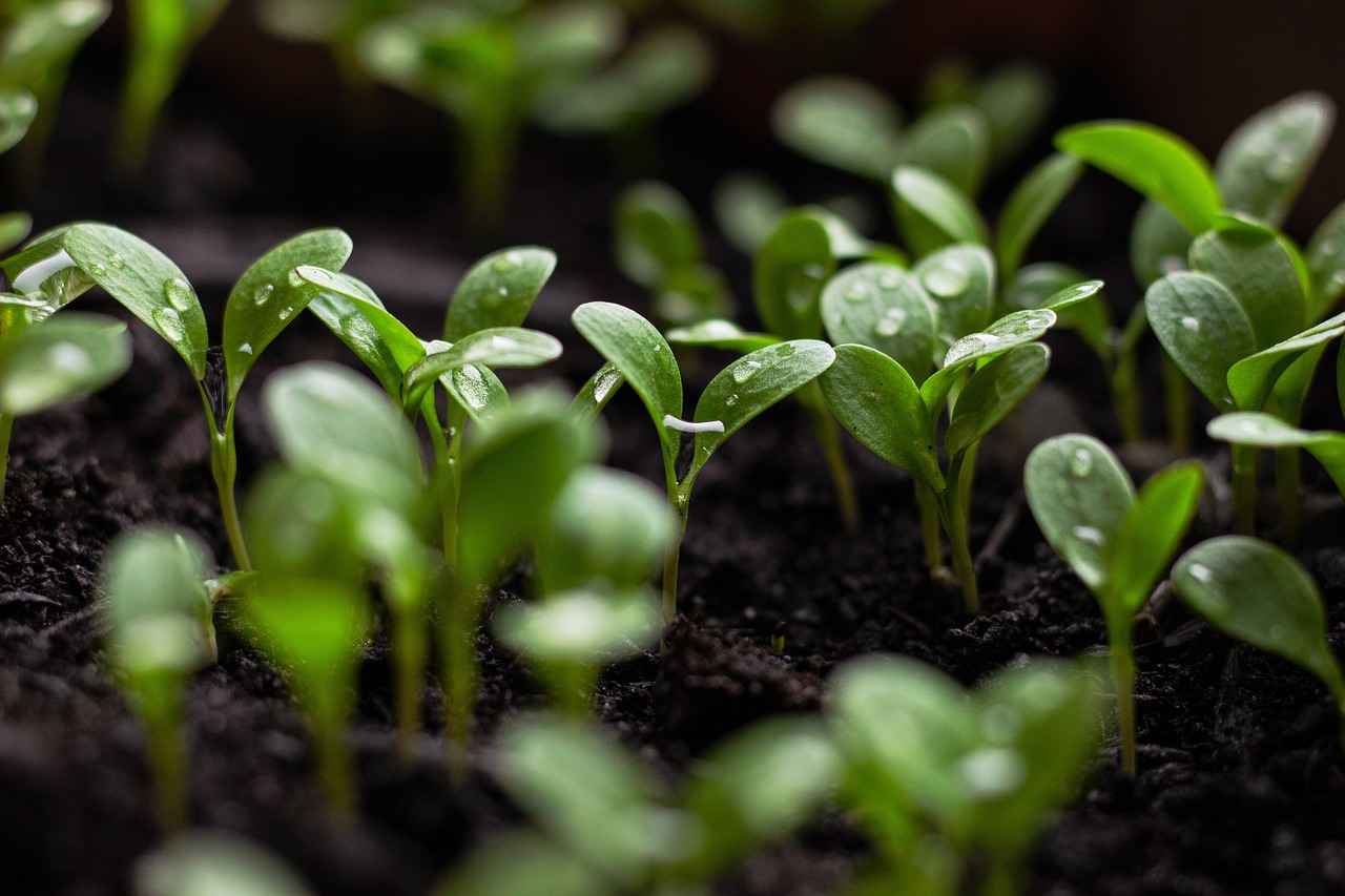 découvrez l'agriculture durable, une méthode innovante qui préserve l'environnement tout en répondant aux besoins alimentaires mondiaux. explorez les pratiques écoresponsables, le respect de la biodiversité et les techniques de culture qui garantissent une production saine et durable pour les générations futures.