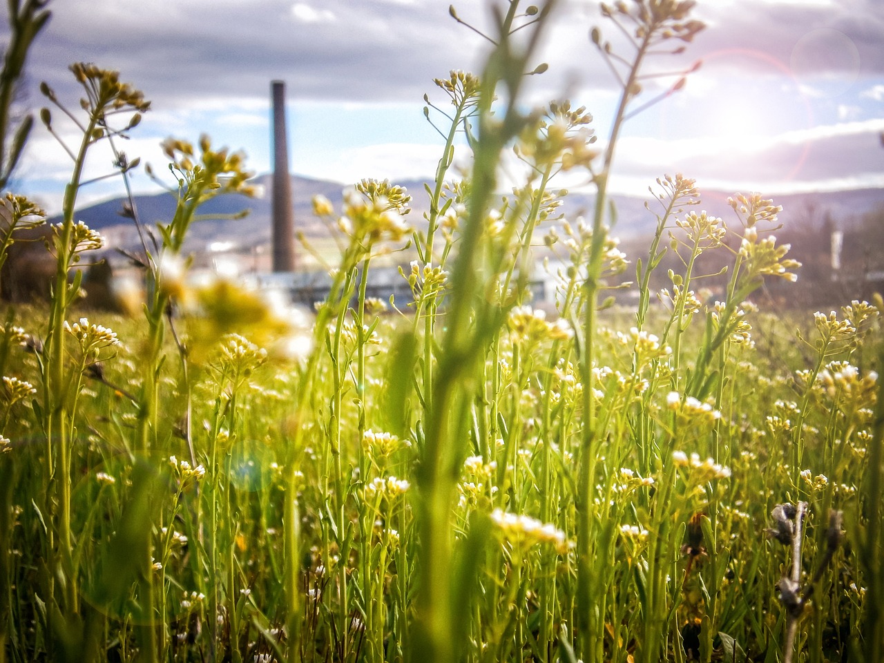 découvrez comment bâtir un avenir durable grâce à des initiatives écologiques, des technologies innovantes et des pratiques responsables. engagez-vous pour la planète et inspirez le changement.