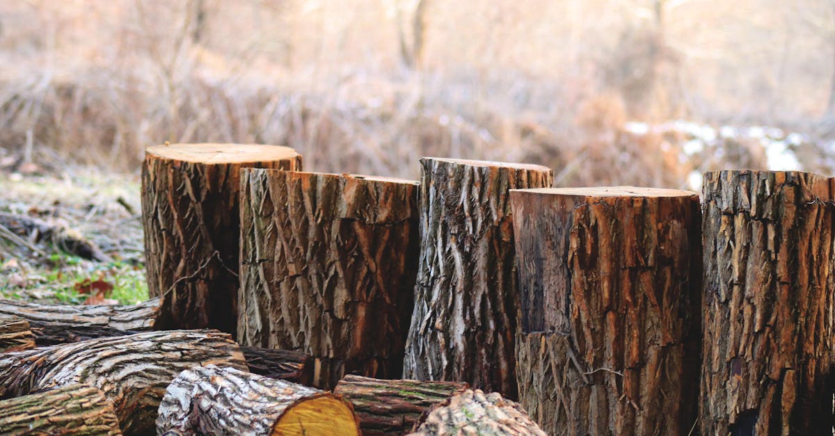 découvrez tout sur l'empreinte carbone, son impact sur l'environnement et les moyens de la réduire. apprenez à évaluer et à diminuer votre empreinte pour un avenir plus durable.