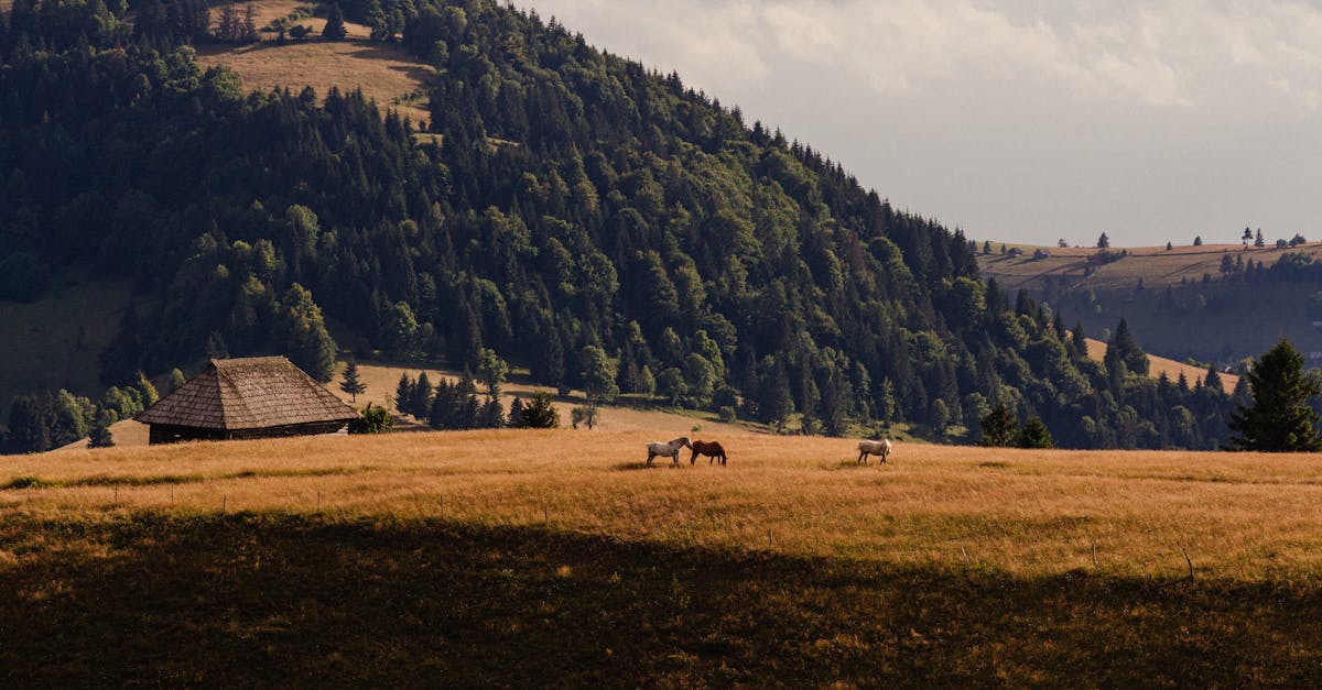 découvrez l'agriculture durable : une méthode innovante qui préserve l'environnement, favorise la biodiversité et assure la qualité des aliments tout en garantissant des revenus équitables pour les agriculteurs.