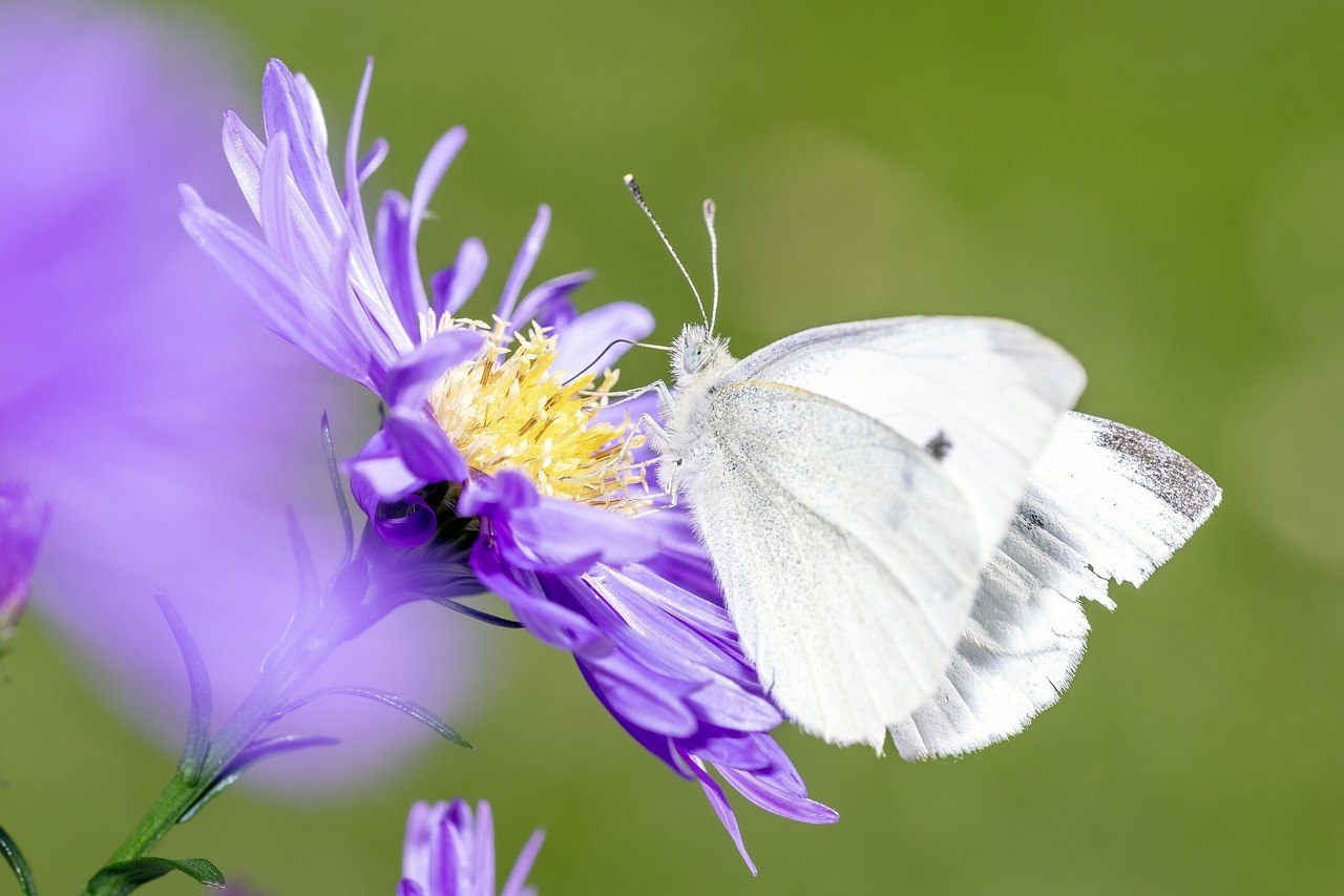 découvrez les avantages environnementaux qui contribuent à la protection de notre planète. explorez des pratiques durables et des solutions écologiques pour préserver la biodiversité et lutter contre le changement climatique.