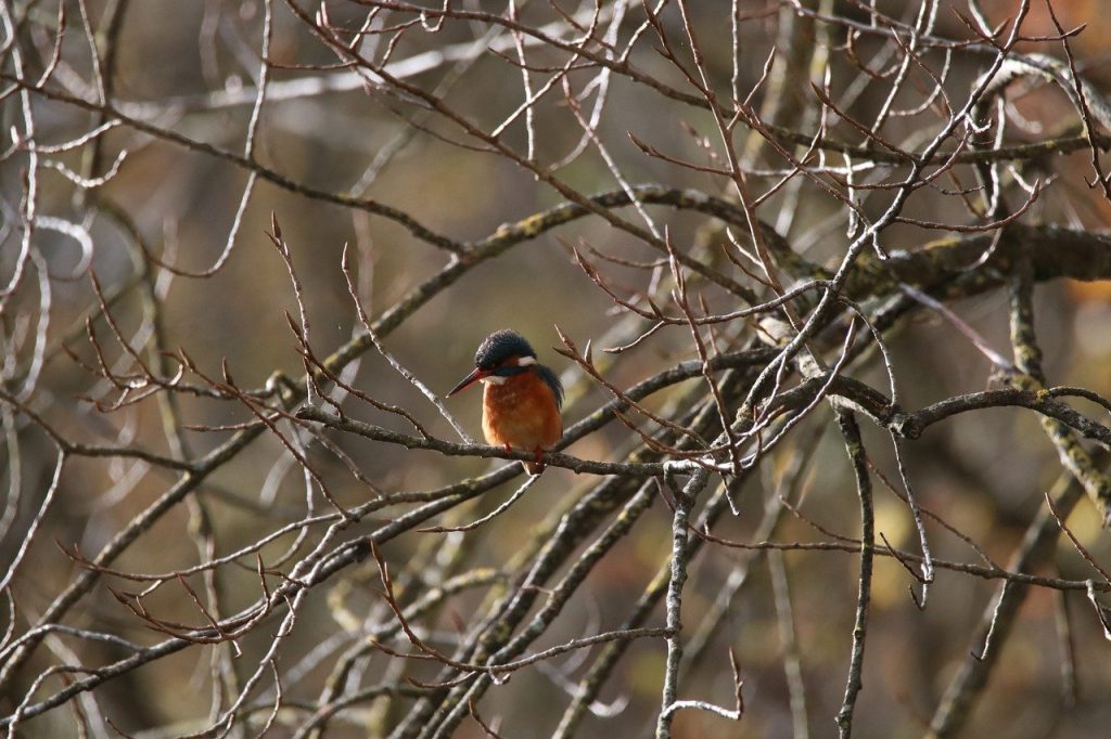 découvrez l'importance de la biodiversité pour notre planète et notre avenir. explorez les différentes espèces, écosystèmes et leurs interactions, ainsi que les enjeux de la préservation de la biodiversité face aux menaces environnementales.