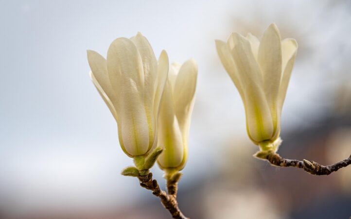 découvrez l'importance de la préservation de l'environnement, les enjeux écologiques actuels et les actions à mener pour un avenir durable. rejoignez le mouvement pour protéger notre planète !