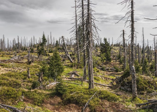 L’environnement, un sujet d’actualité pris en main par les médias