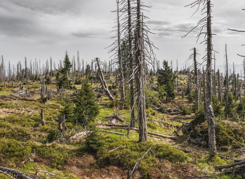 L’environnement, un sujet d’actualité pris en main par les médias