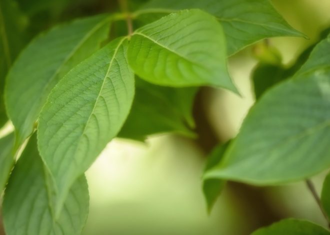 Protection de l’environnement : 10 actions simples pour améliorer notre planète