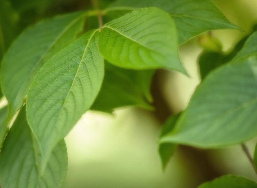 Protection de l’environnement : 10 actions simples pour améliorer notre planète