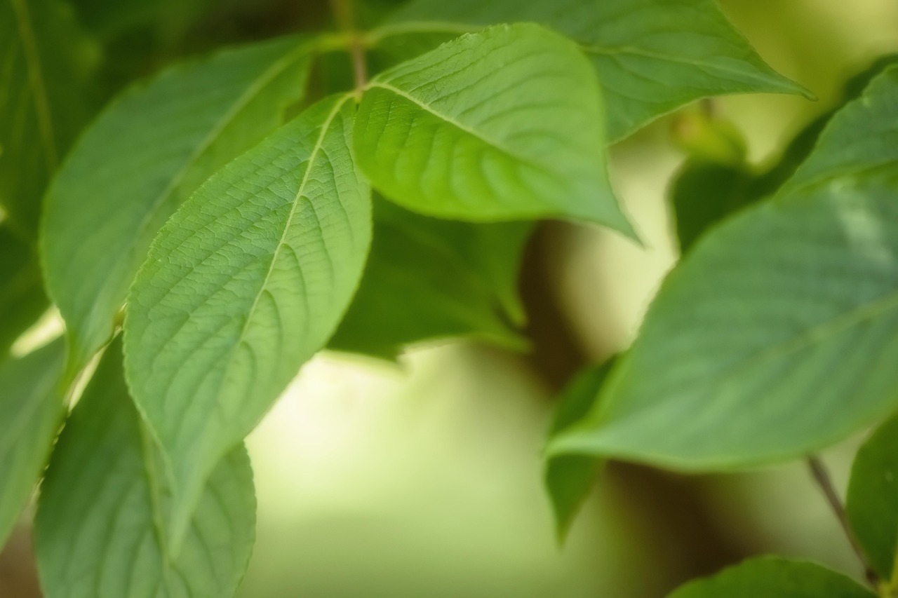 Protection de l’environnement : 10 actions simples pour améliorer notre planète