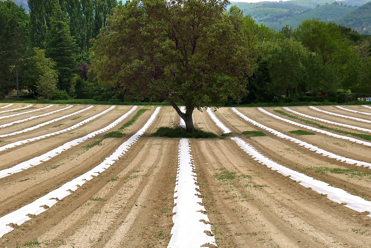 découvrez l'agroécologie, une approche innovante de l'agriculture durable qui allie pratiques respectueuses de l'environnement et amélioration des rendements. explorez comment cette méthode contribue à la préservation des écosystèmes, à la sécurité alimentaire et au bien-être des agriculteurs.
