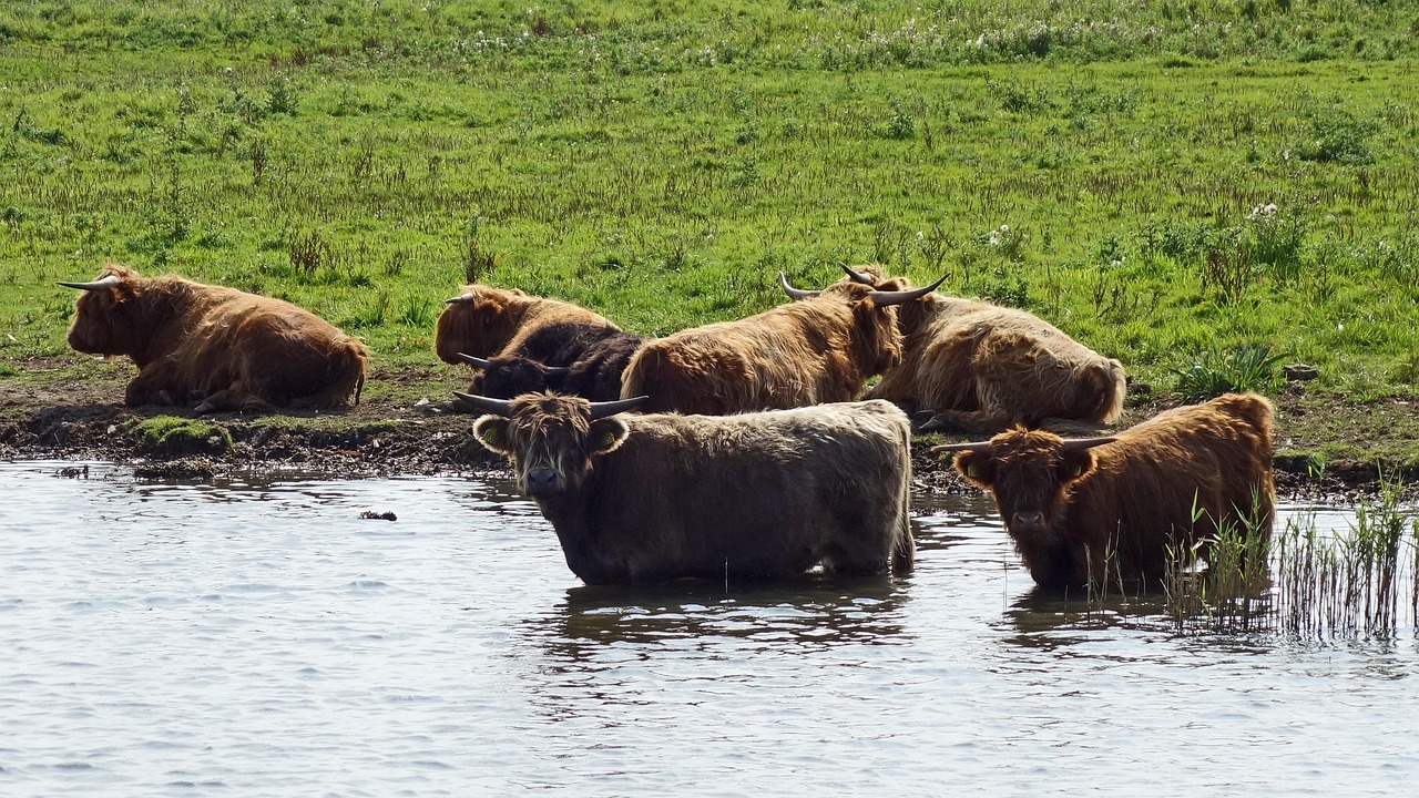 découvrez l'importance des zones protégées pour la conservation de la biodiversité. apprenez comment ces espaces contribuent à la préservation de la faune et de la flore, tout en offrant des opportunités pour l'éducation et le tourisme durable.