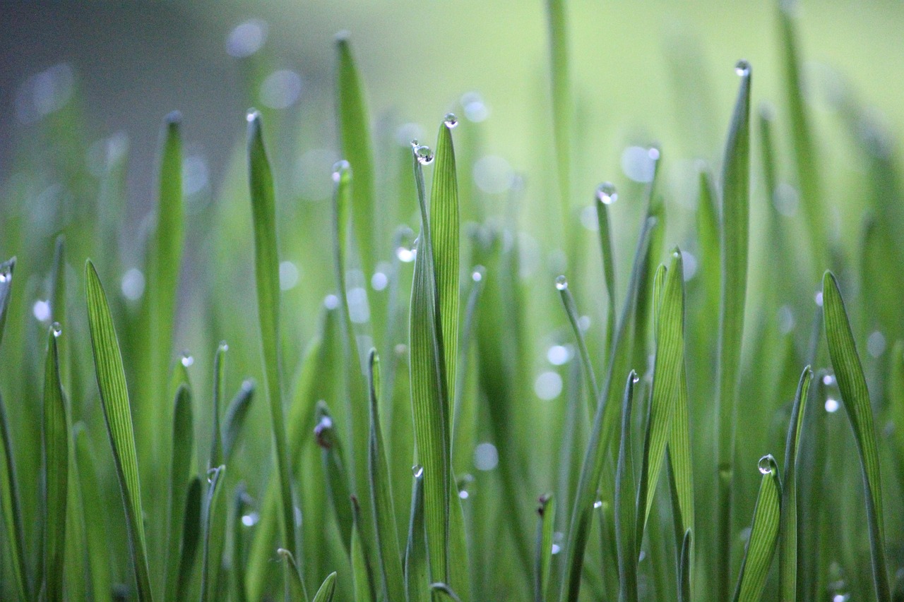 découvrez les principes de l'agriculture durable, une approche innovante qui promeut la préservation des ressources naturelles tout en garantissant des récoltes saines et rentables. apprenez comment adopter des pratiques respectueuses de l'environnement pour un avenir agricole durable.