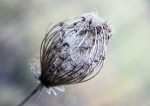 découvrez les merveilles des oasis naturelles, des havres de paix où la biodiversité s'épanouit au cœur du désert. plongez dans ces écosystèmes uniques, véritables refuges de verdure et de vie qui attirent les voyageurs en quête d'authenticité et de sérénité.